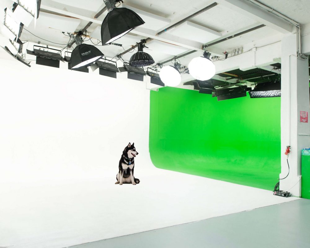 A husky sitting in Allmost Studio Berlin, featuring a professional photo studio with a white cyclorama and green screen setup. Equipped with softbox lights, perfect for creative photo and video productions.